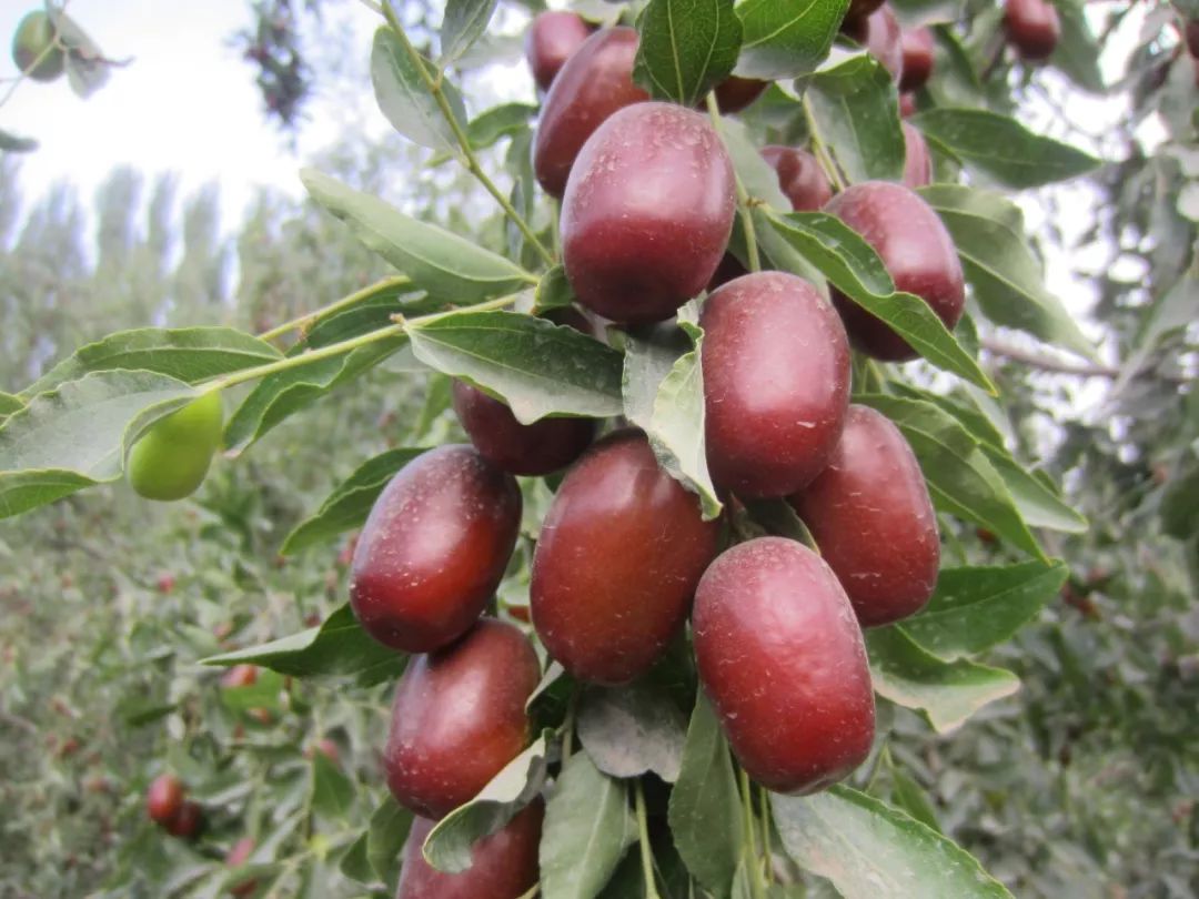 值得买丨树上吊干的新疆红枣,甜而不腻,用它煲汤非常完美