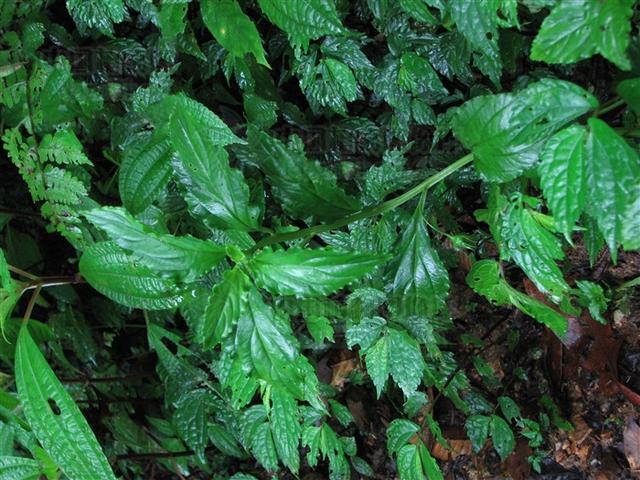 别名蒙州零陵香,排草,香草,零陵香,广零陵香,熏草,熏衣草,驱蛔虫草