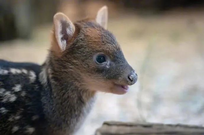 妈妈我要养这个小奶鹿!快到碗里来动物幼崽!