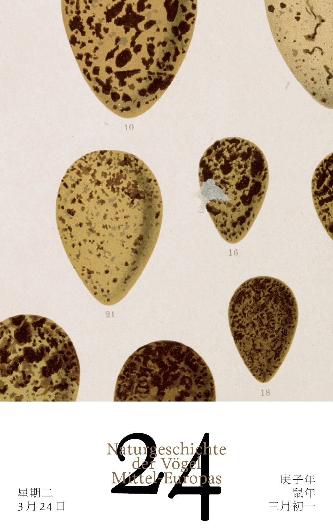 3月24日 描绘着奇妙花纹的鸟蛋