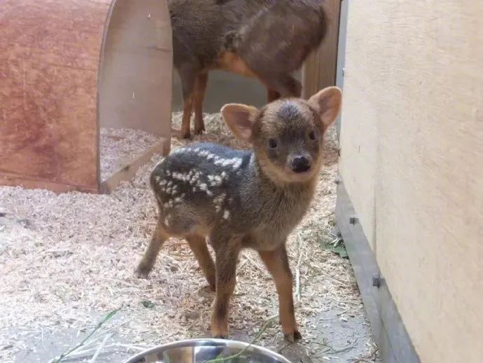 妈妈我要养这个小奶鹿!快到碗里来动物幼崽!