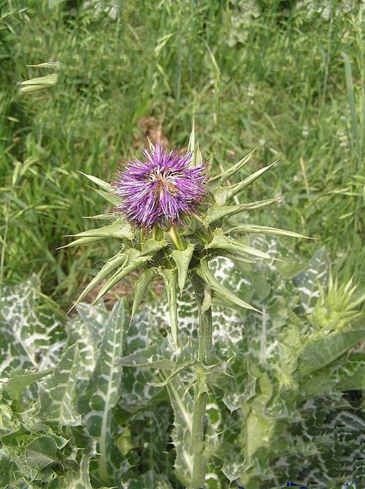 水飞蓟    来源产地    菊科水飞蓟属植物水飞蓟   以瘦果入药   水飞
