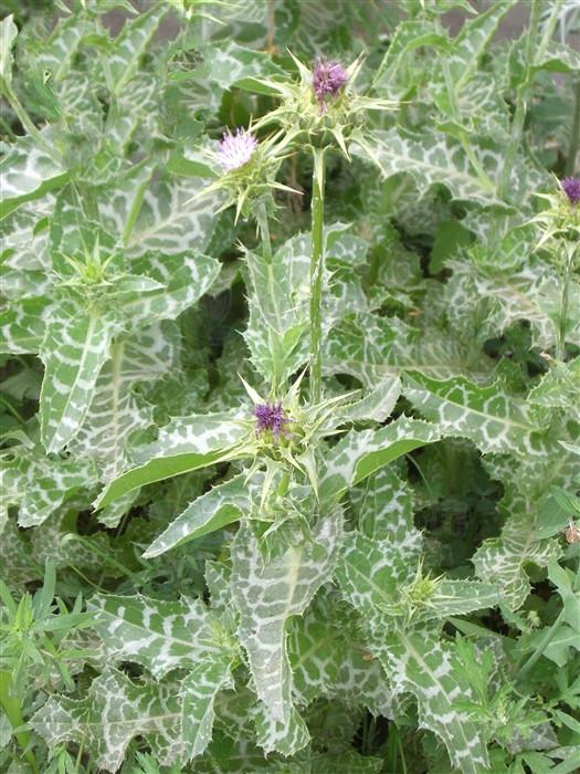 别名水飞雉,奶蓟,老鼠簕.