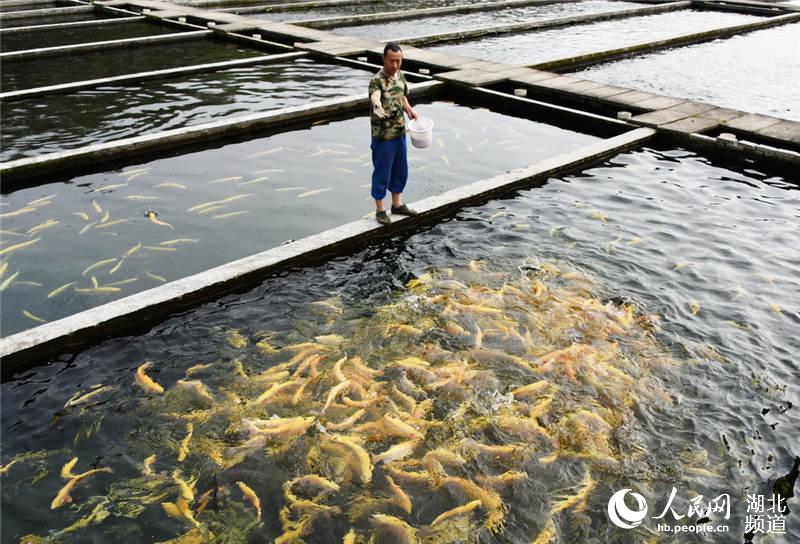 金鳟鱼养殖温度图片
