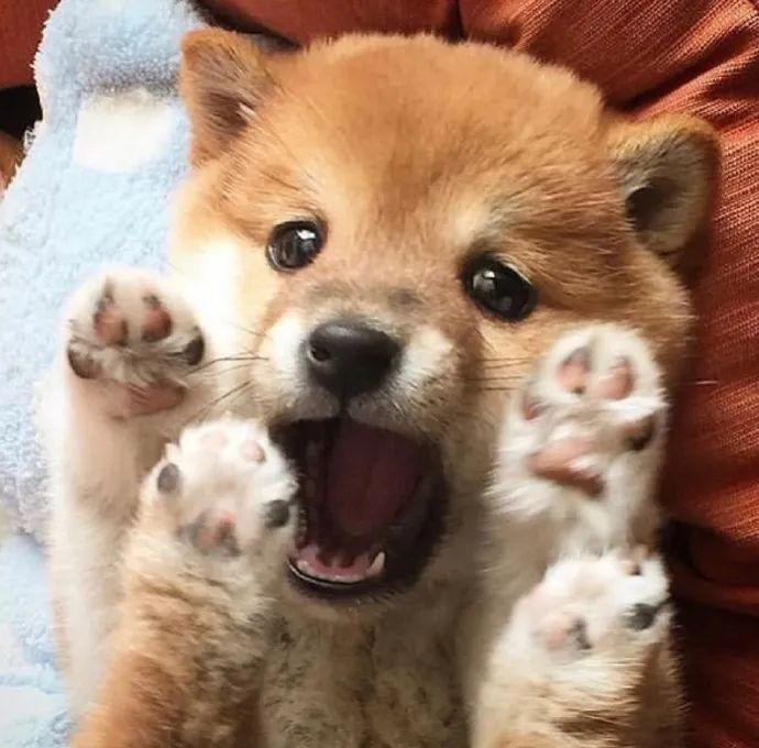 这样大小的小小柴巨可爱啊!我一定会有狗的!