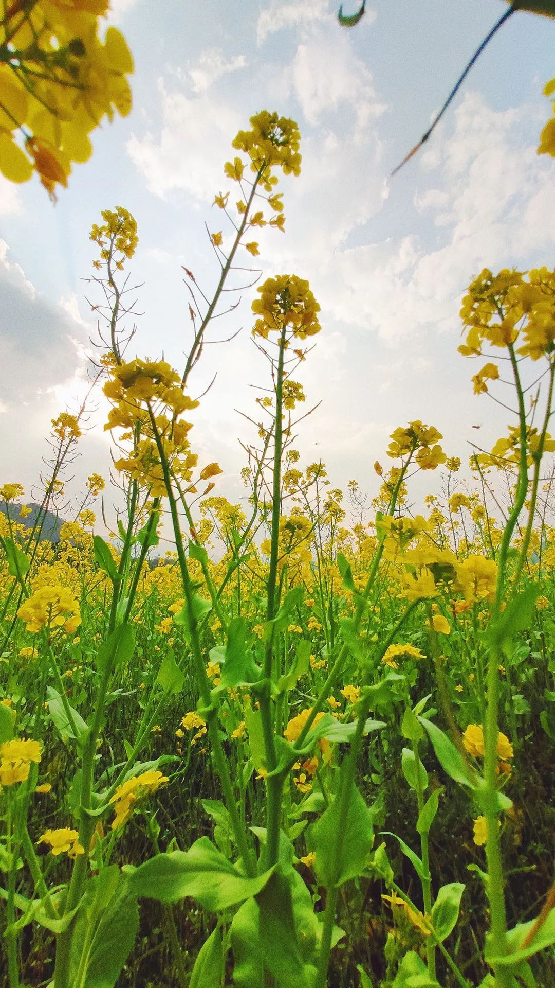 快意人生▼美丽的油菜花美图,是否让你意犹未尽?