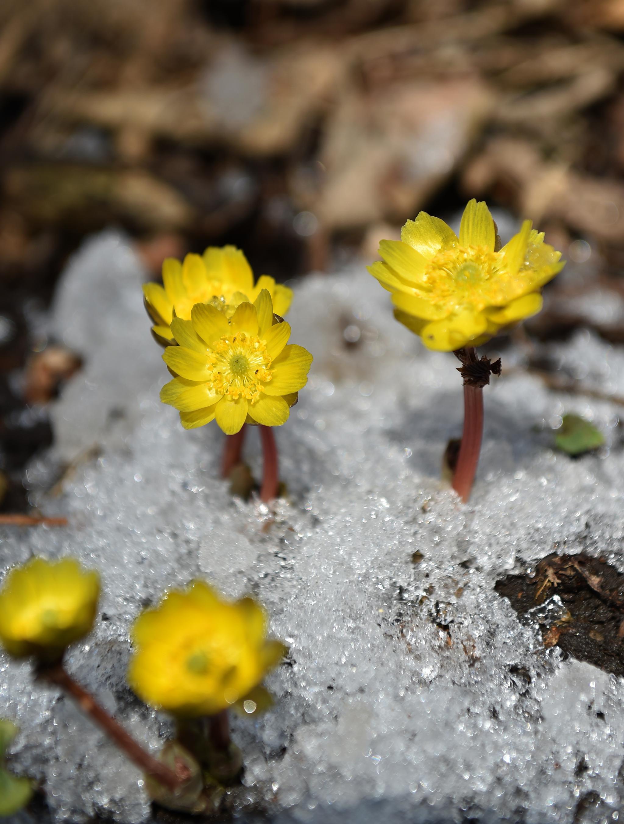 冰凌花开迎春来
