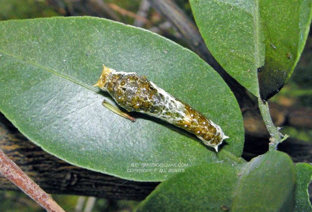 蝴蝶中的祝英台,原来是男装小姐姐!|凤蝶|幼虫_新浪新闻