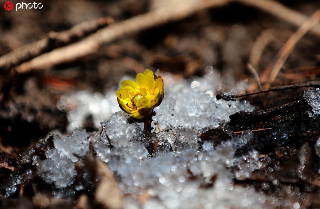 长春冰雪未消融冰凌花破冰怒放