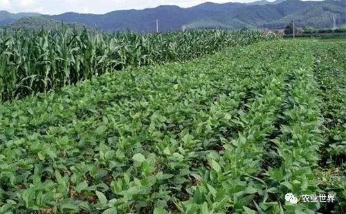 权威发布 | 农田杂草权威解决方案