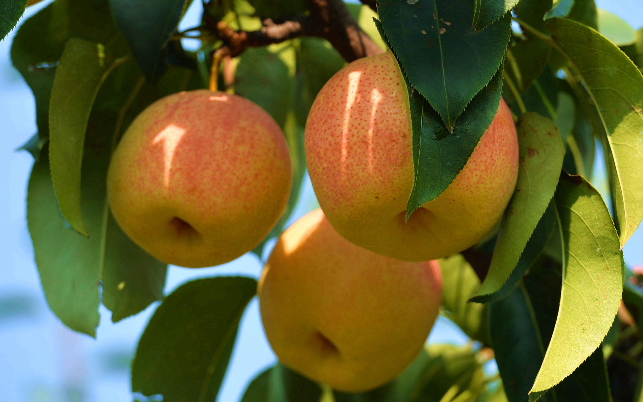 预计产量百万斤 平谷茅山后村佛见喜梨国庆前后不见不散|茅山|新冠肺