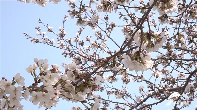 春回大地万物苏 潍坊的樱花海又来啦