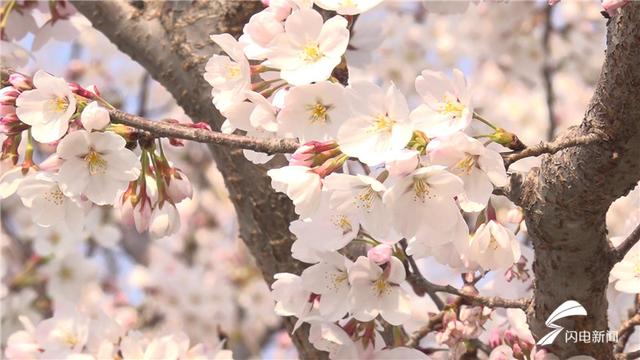 春回大地万物苏 潍坊的樱花海又来啦