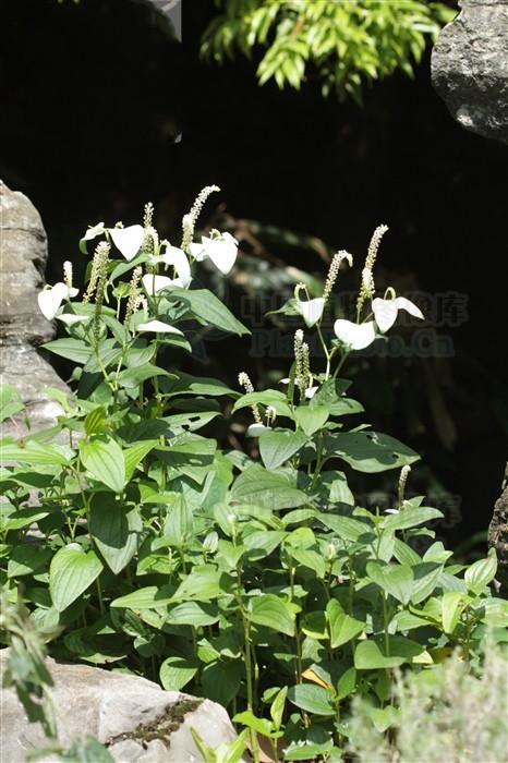 三白草见过吗清热解毒利尿消肿用于淋沥涩痛肾炎水肿