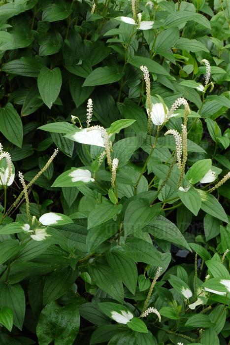 三白草见过吗清热解毒利尿消肿用于淋沥涩痛肾炎水肿