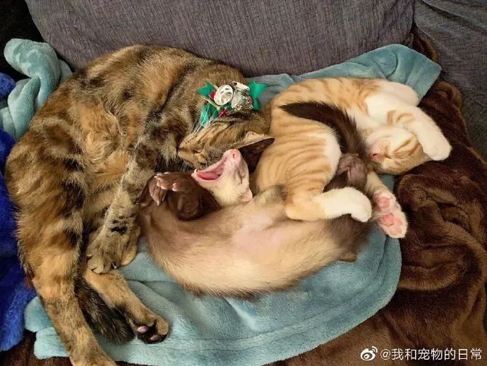 貂猫组合入睡日常前几张的构图也太复杂了