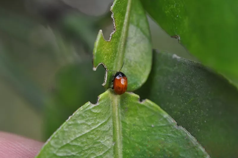 柑橘潜叶甲学名枸橘潜叶甲,属鞘翅目叶甲科昆虫,寄主仅限柑橘类果树