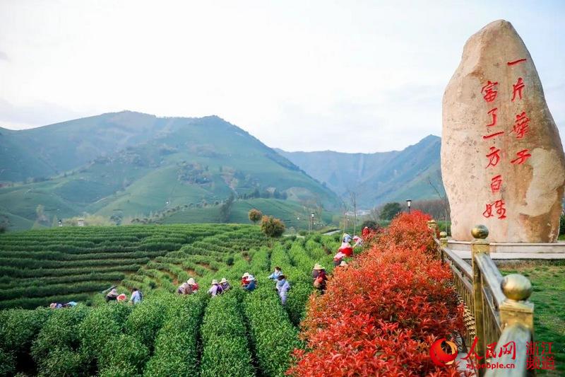 一片叶子富了一方百姓安吉白茶正式开采