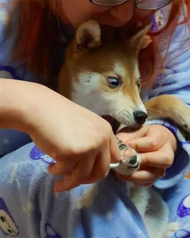 柴柴害怕剪指甲,表情超浮夸,这个白眼能拿小金人不?