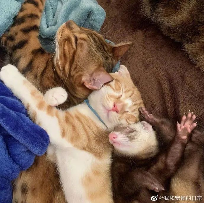 貂猫组合入睡日常前几张的构图也太复杂了