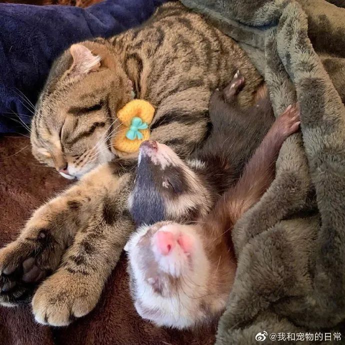 貂猫组合入睡日常前几张的构图也太复杂了