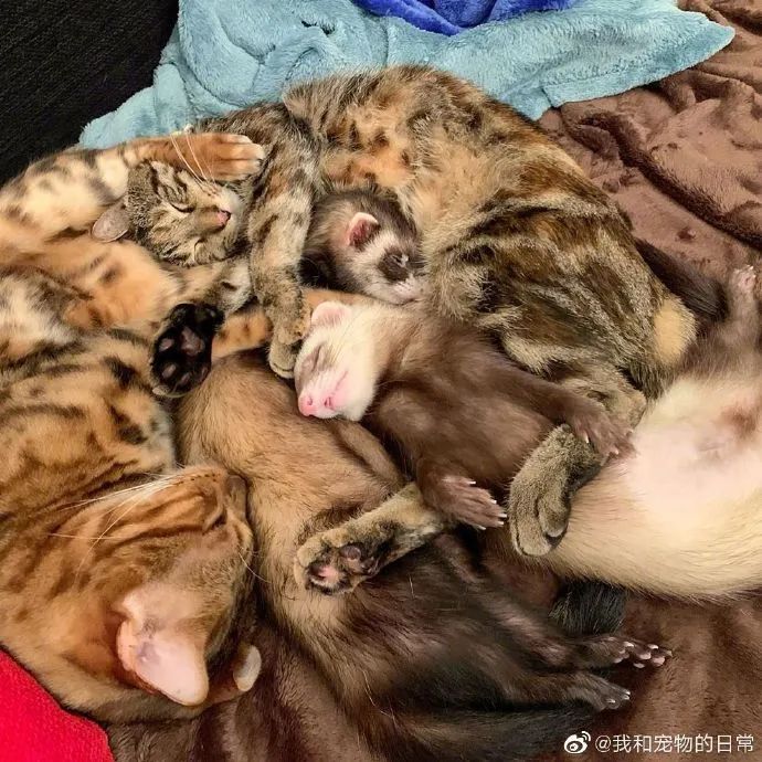 貂猫组合入睡日常前几张的构图也太复杂了