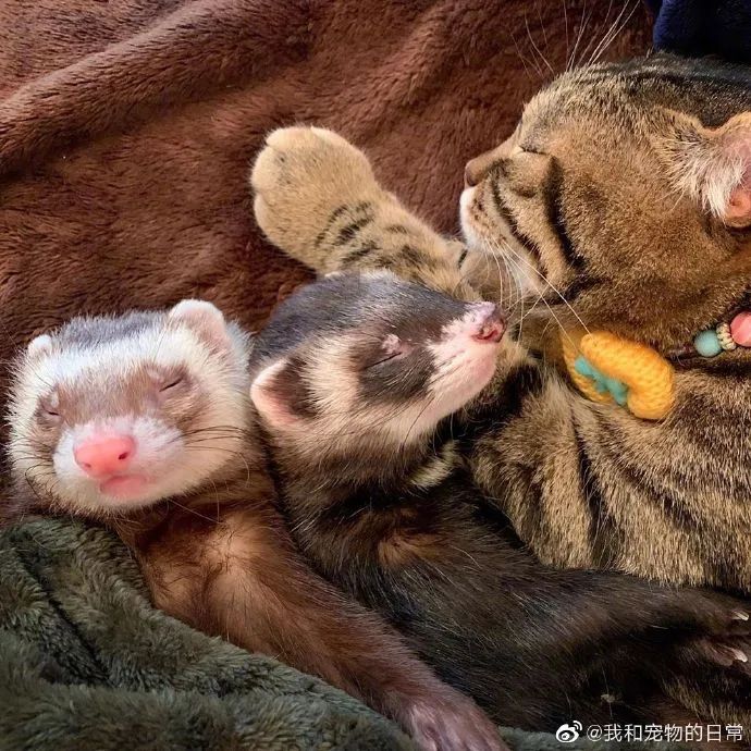 貂猫组合入睡日常前几张的构图也太复杂了