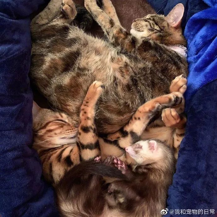 貂猫组合入睡日常前几张的构图也太复杂了