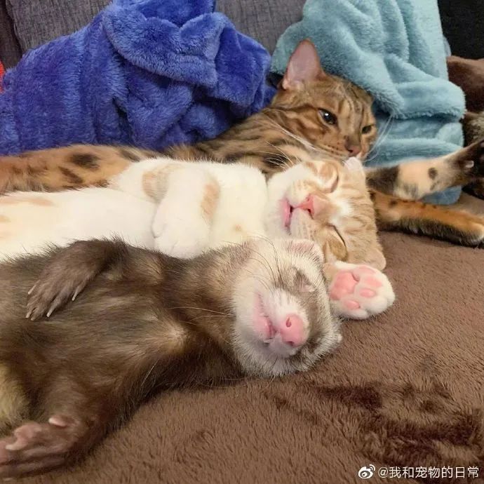 貂猫组合入睡日常前几张的构图也太复杂了