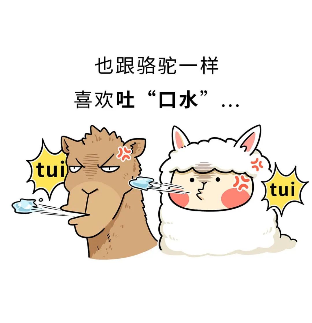 羊驼是怎么红起来的呢