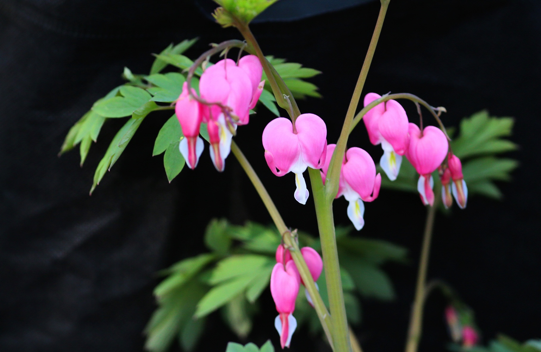 荷包牡丹叶丛美丽,花朵玲珑,形似荷包,色彩绚丽,是盆栽和切花的好材料