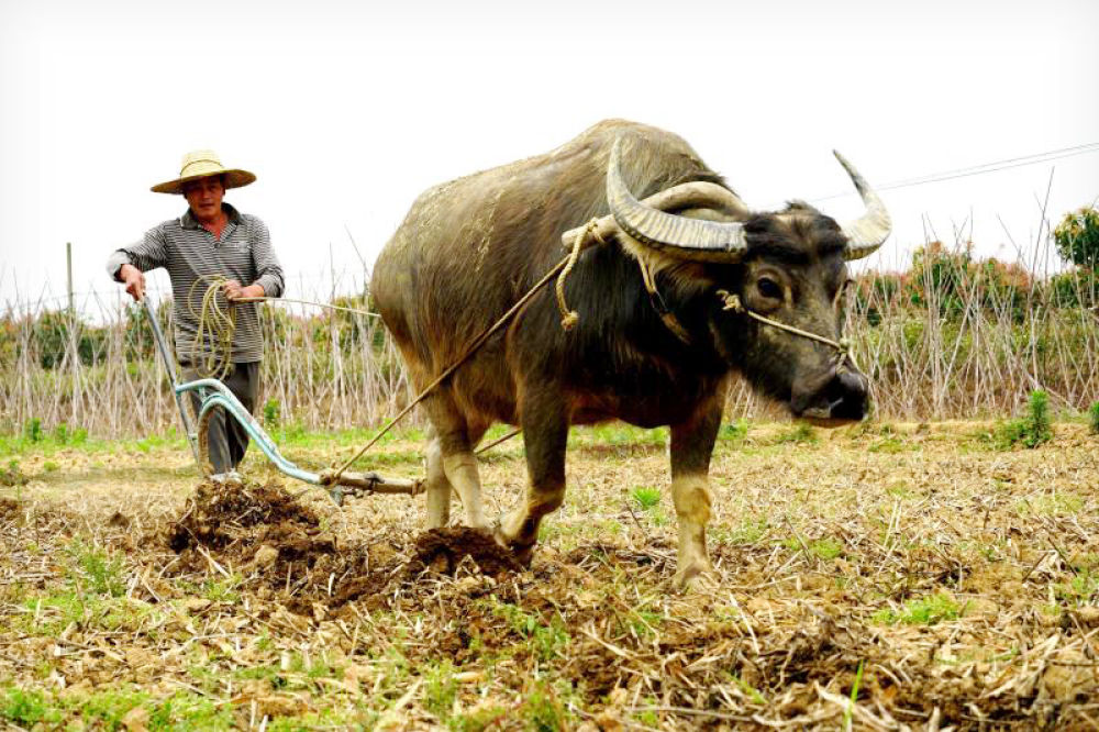 右江区四塘镇富联村村民在犁田耕地春回大地,万物复苏.