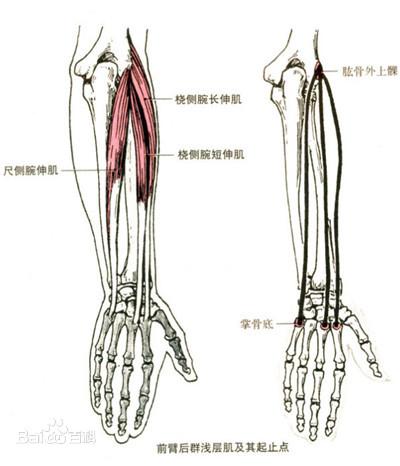 做杠铃弯举时手腕感到疼痛你可以这样解决