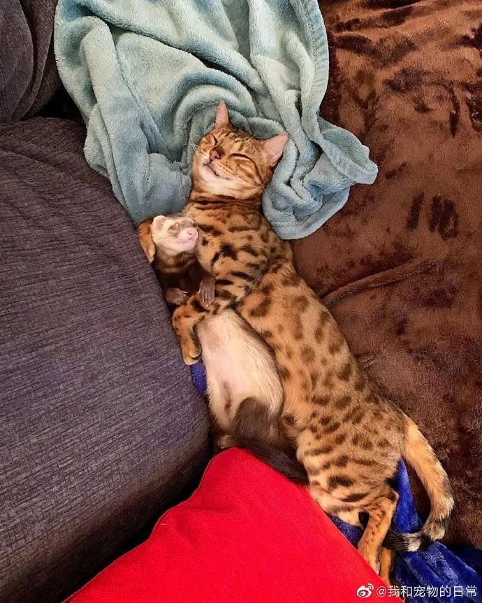貂猫组合入睡日常前几张的构图也太复杂了