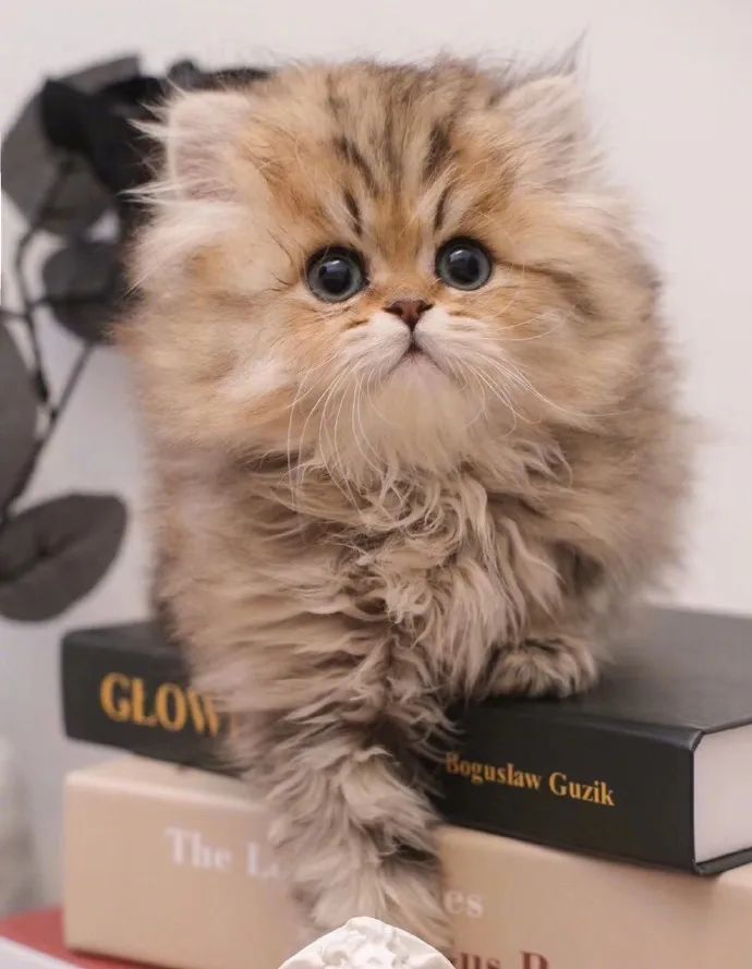 好大的脸啊!小狮几炸毛了怎么这么可爱!|可爱_新浪新闻