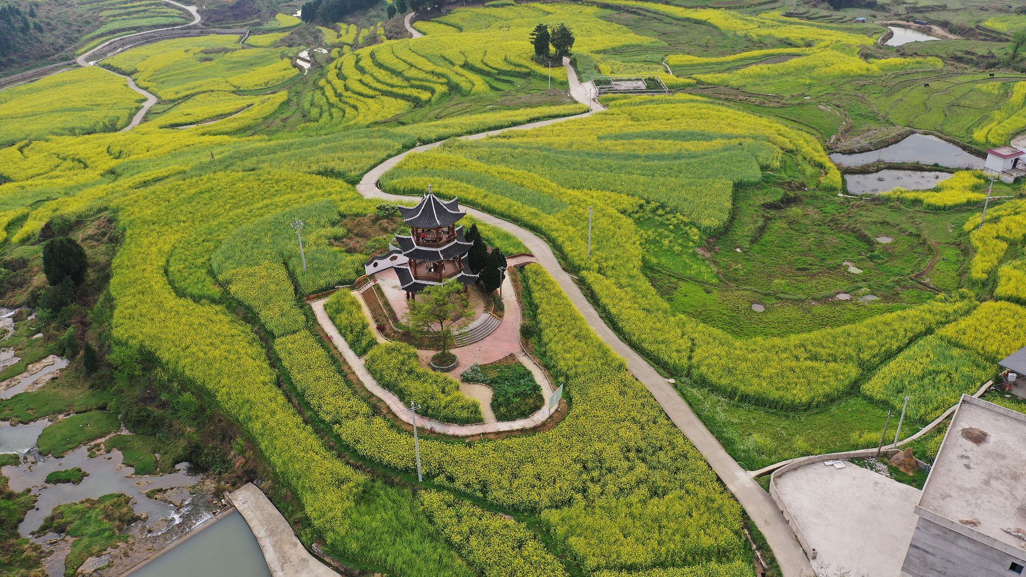 气温回暖,在贵州省铜仁市玉屏侗族自治县亚鱼乡郭家湾村,盛开的油菜花