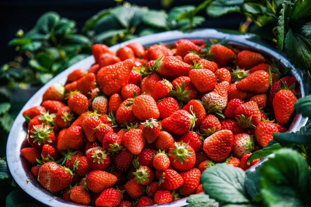 甜蜜暴击南京周边草莓采摘好去处莓好时光约起来