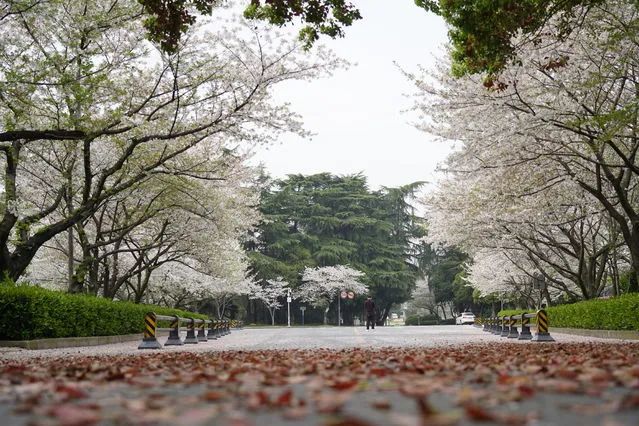 3月24日,武汉大学校园内,道路两旁的樱花盛开。中青报·中青网记者 杨海/摄