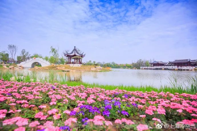 今年盐城大洋湾樱花节,你关心的都在这