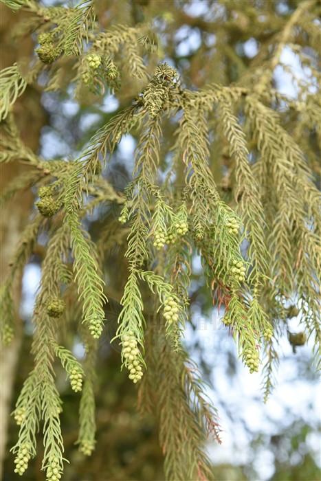 别名长叶柳杉,宝树,沙罗树,孔雀杉.