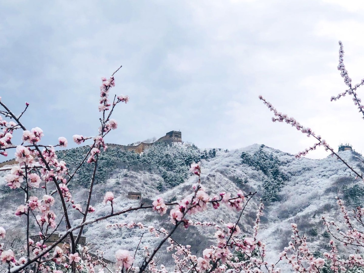白雪红花映长城桃花盛开时节八达岭又飘雪