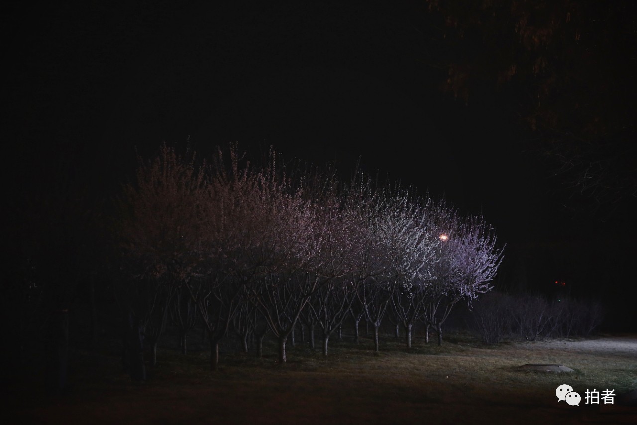 △ 3月16日，西二旗中关村软件园，路旁的桃树被公交车的灯光照亮，枝头桃花含苞待放。