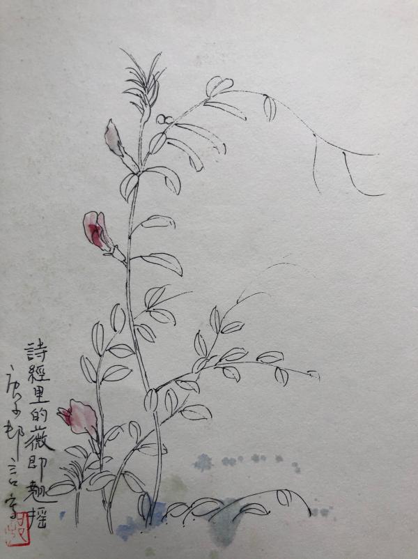 随笔|诗经与《采薇图》里的薇到底是什么?