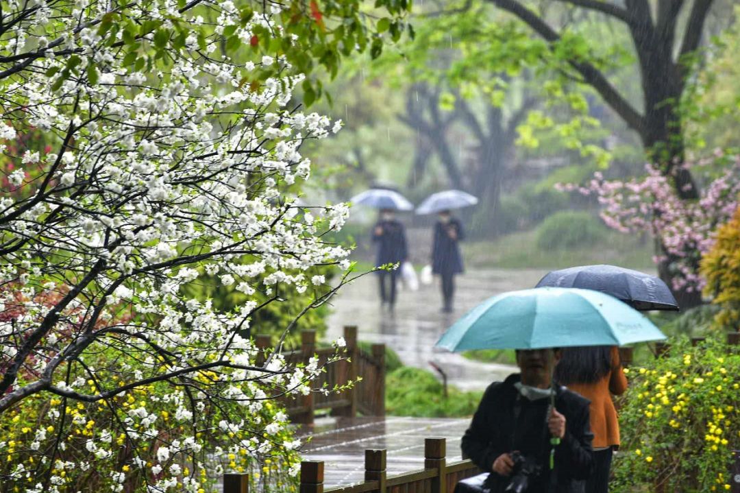 烟花三月下扬州|寻一处静谧,赶一场春雨……最新雨景图出炉!