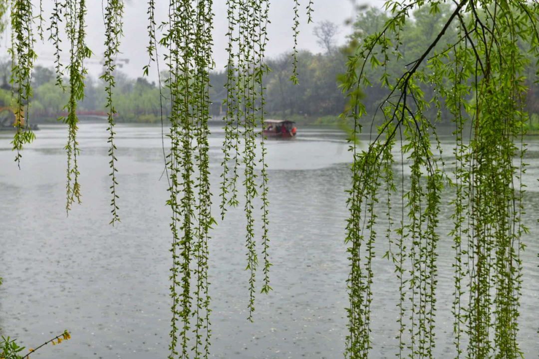 三月雨图片大全 壁纸图片