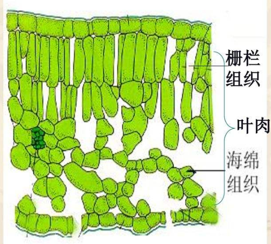 史上最无聊实验 落叶95 都是背面朝上 大史在植物园里数了一天 植物园 新浪新闻