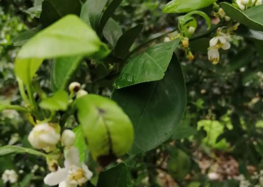 柑橘褐斑病的发病条件为多少天(柑橘褐斑病是真菌还是细菌)