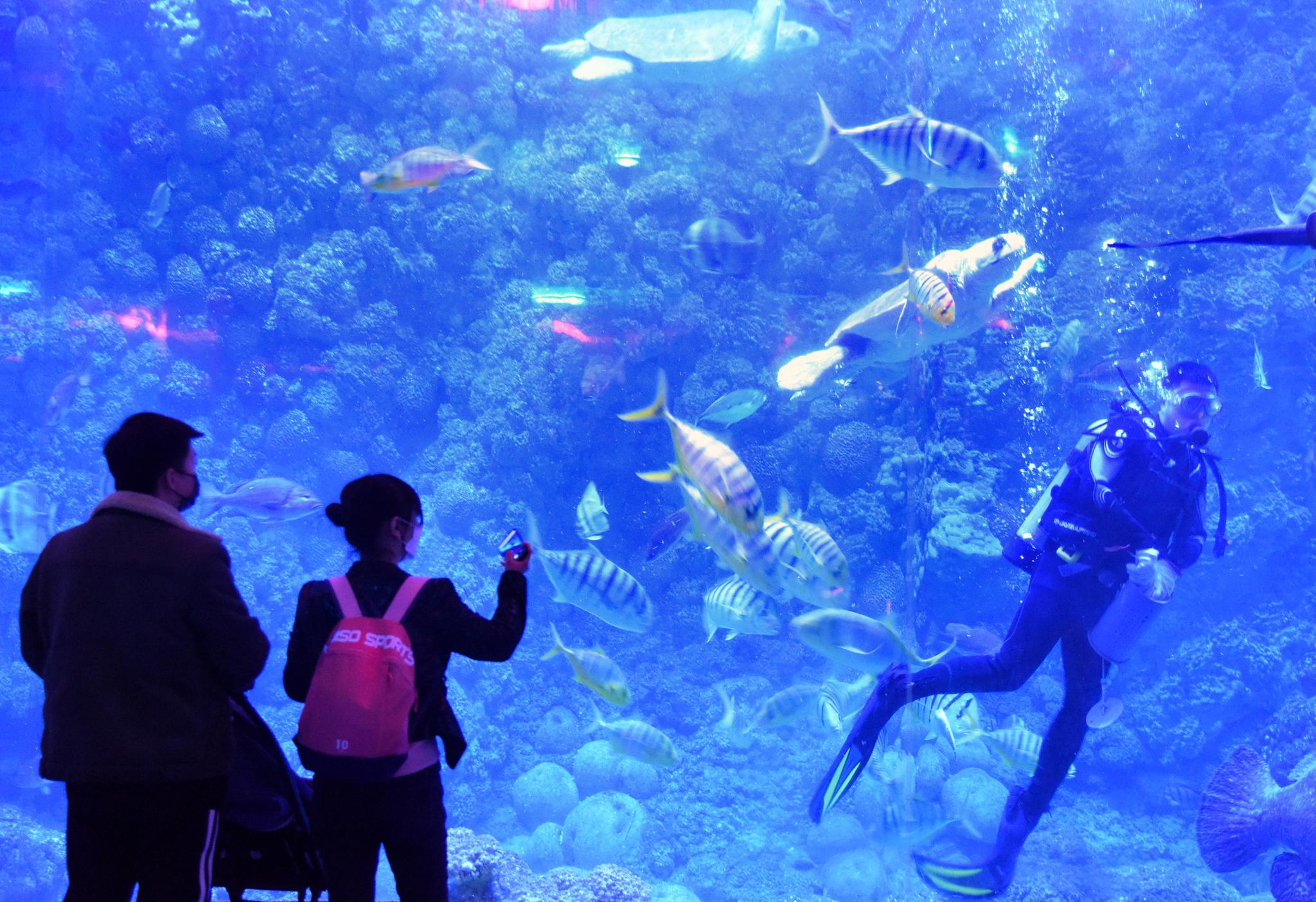 青岛海昌极地海洋公园恢复开园