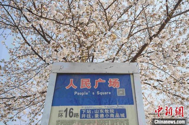 潍坊人民广场是市民每年必打卡的"赏樱胜地". 默凡 摄