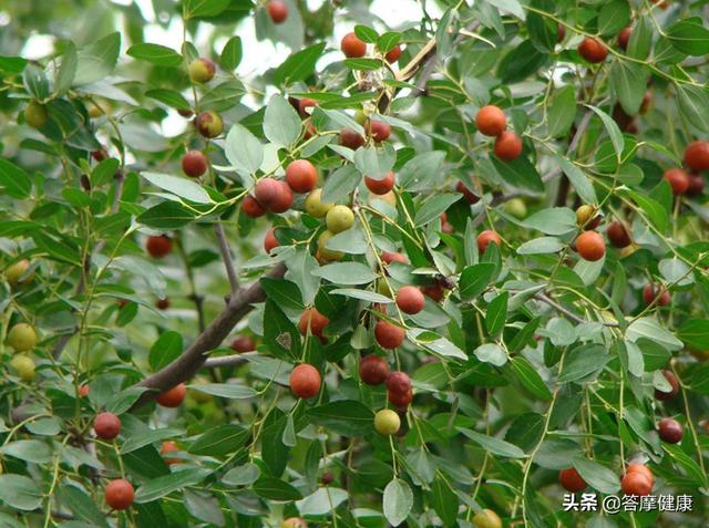 这张千年古方,用得好不失眠,不长白发,不长斑|肝气|酸枣仁|白发_新浪